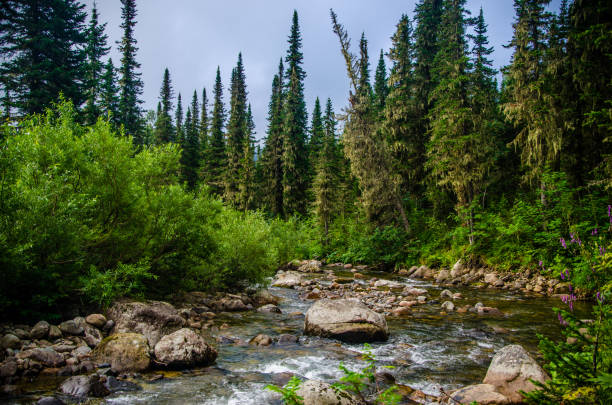 istock pure mountain river. warm Sunny summer day. 1154102468