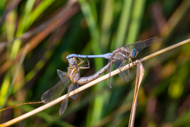 青トンボメィティング - wing dragonfly animal eye blue ストックフォトと画像