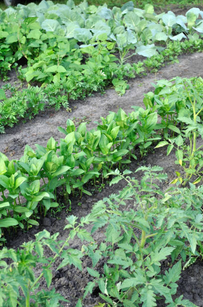 istock organically cultivated various vegetables in the vegetable garden 1154102635