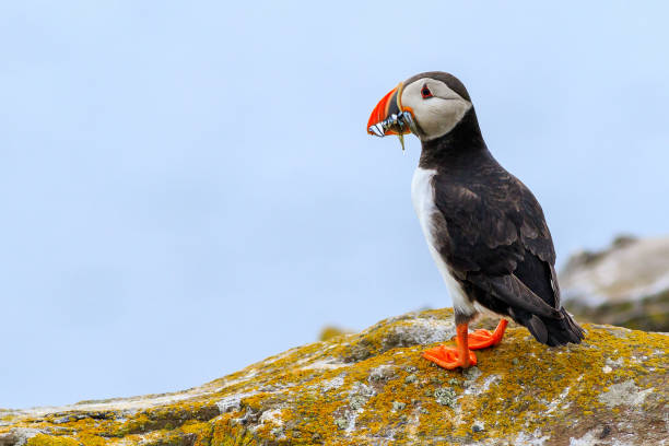 puffins (fratercula arctica) - wales south wales coastline cliff stock-fotos und bilder