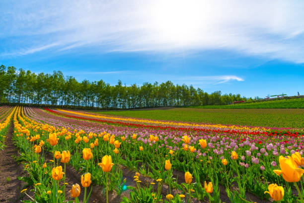 istock Mountain, Trees and Tulip flowers field 1154104913