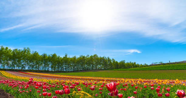 istock Mountain, Trees and Tulip flowers field 1154104932