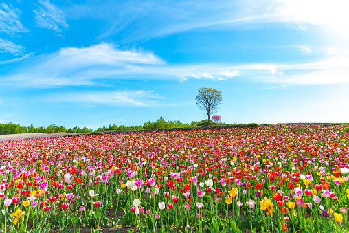 Mountain, Trees and Tulip flowers field with clear blue sky backgound in sunny day, a close up shot of colorful flower carpet.