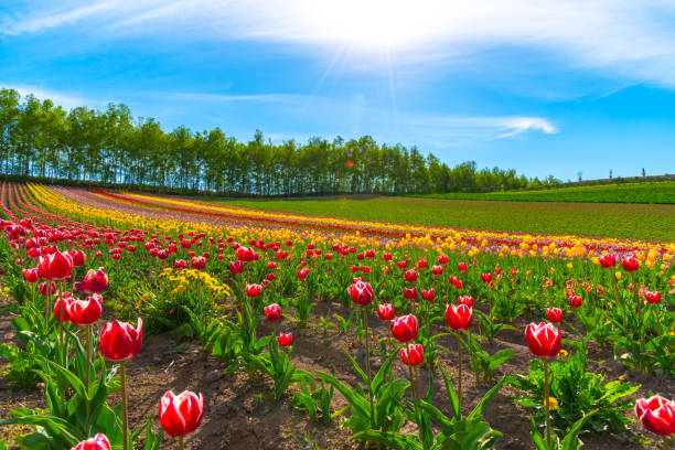 istock Mountain, Trees and Tulip flowers field 1154104954