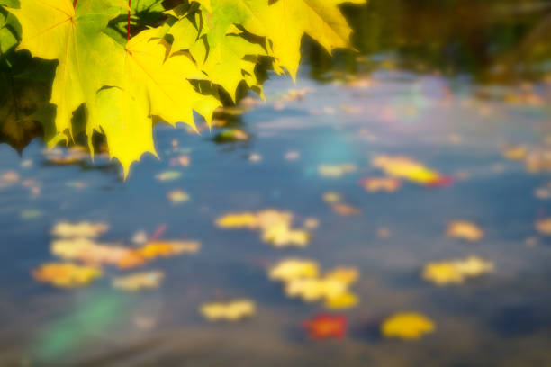 istock Autumn blurred background. Yellow leaves on river close up. 1154106044