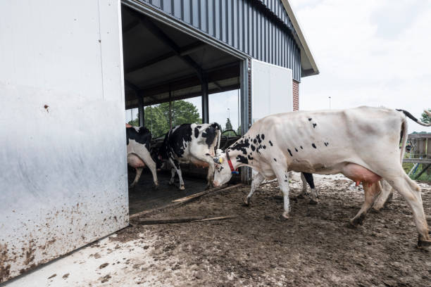 istock cows inside barn on dutch farm in holland 1154106870