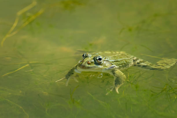 istock A water frog (rana ridibunda) resting near a small pond 1154107076