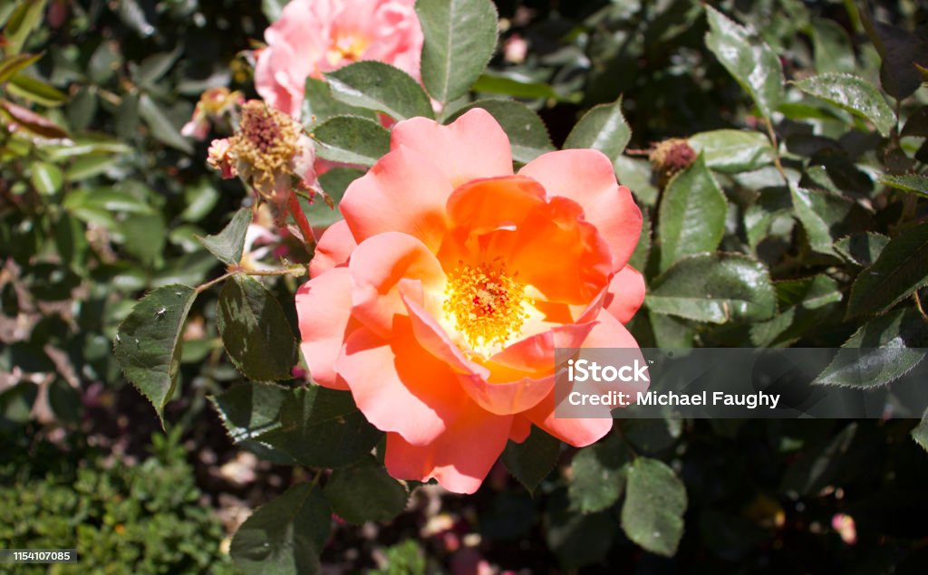 Photo taken in the botanical gardens in Parque de El Retiro, Madrid, Spain. A peachy pink rose flower in sunlight. Flower Stock Photo