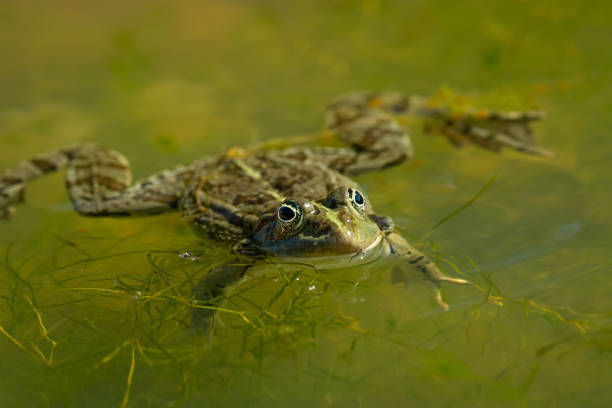 A water frog (rana ridibunda) resting near a small pond on a sunny day, Croatia