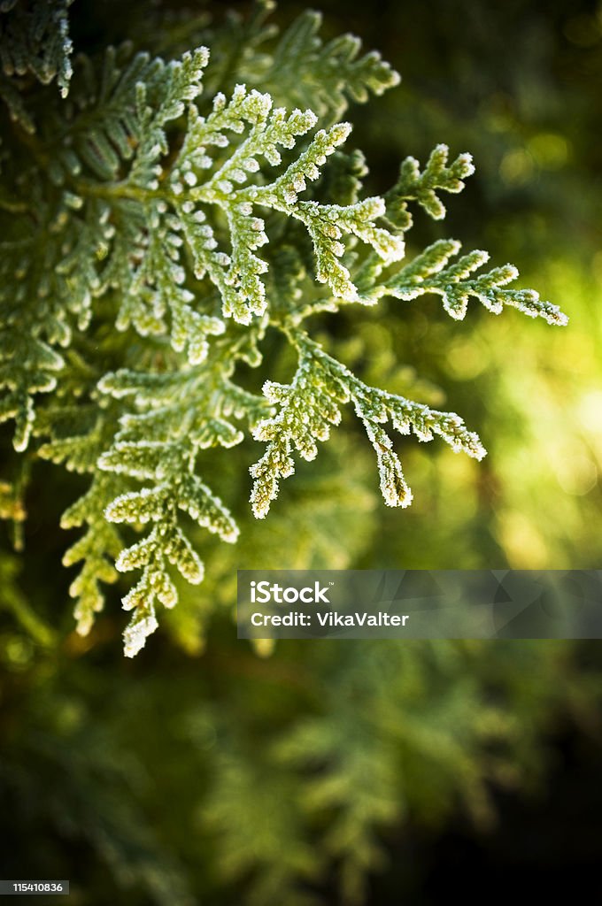 evergreen  Focus On Foreground Stock Photo