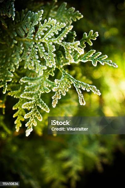 Evergreen Stock Photo - Download Image Now - Focus On Foreground, Frost, Nature