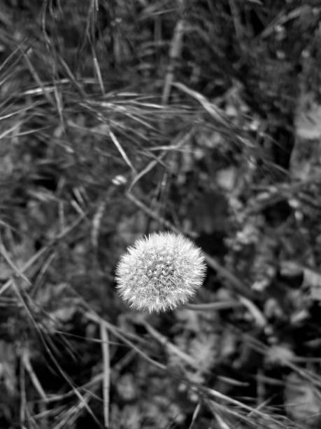 Black and white shot of the seed head of an European dandelion plant