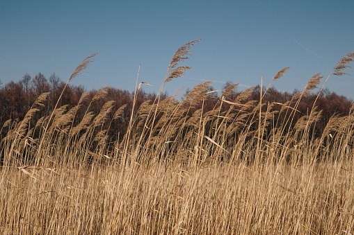 Yellow tall grass dried out of thirst in the summer sun, blue sky in the background. No people.
