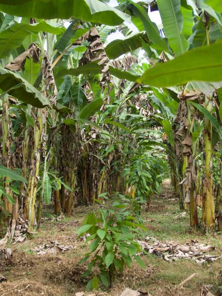 istock cocoa plantation 1154113279