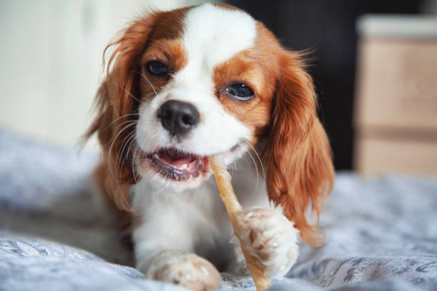 istock Cavalier king Charles spaniel puppy 1154113402