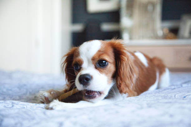 istock Cavalier king Charles spaniel puppy 1154113478