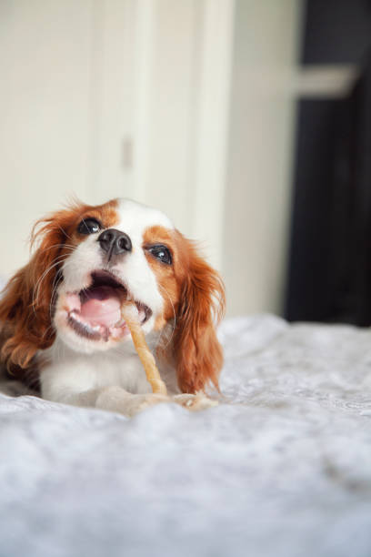 istock Cavalier king Charles spaniel puppy 1154113569
