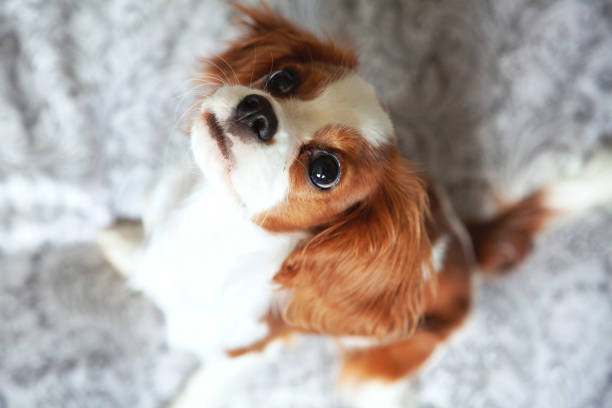 istock Cavalier king Charles spaniel puppy 1154113639