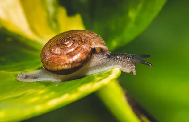 Small brown snail on green leaf with outdoor lighting.