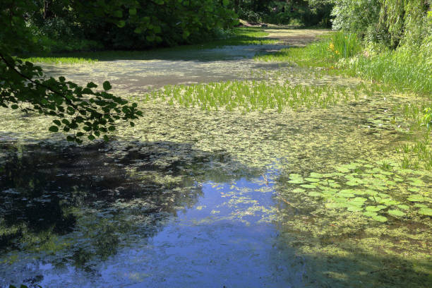 istock City pond with duckweed 1154116286