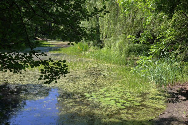istock City pond with duckweed 1154116289