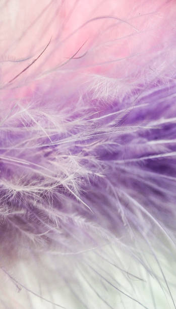 istock Pink and purple small feathers close-up on white background 1154116314
