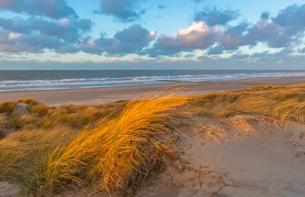 The wind blowing through the dune grasses with blur motion in the sand dunes along Ostend city beach at sunset, North Sea, West Flanders, Belgium.