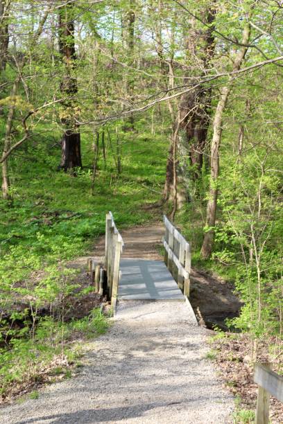 istock Wood Bridge in Woods 1154116665