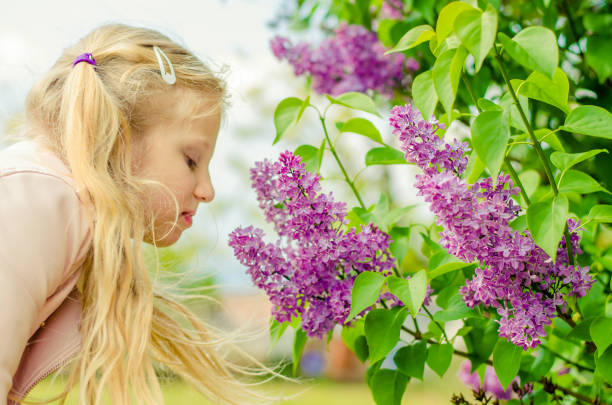 lovely girl in springtime adorable blond girl holding lilac flowers and smelling to them outdoors next to blooming lilac bush holding child flower april stock pictures, royalty-free photos & images