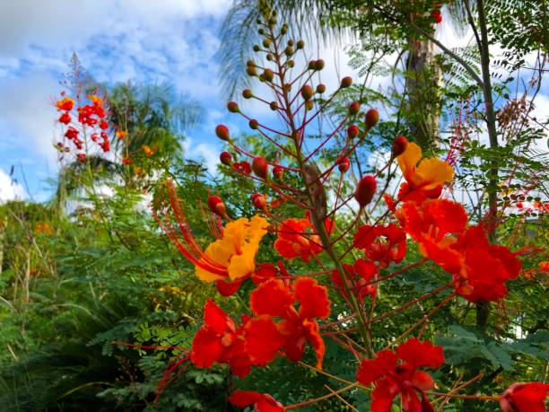 istock Pride of Barbados 1154117770