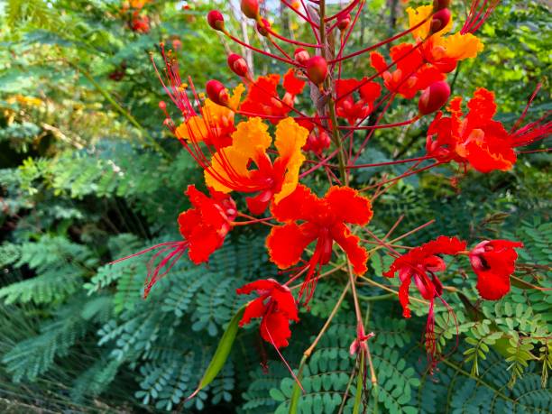istock Pride of Barbados 1154117779