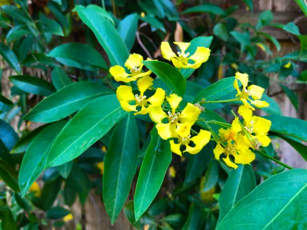 istock Yellow flowers on green butterfly vine 1154117825
