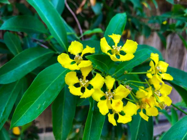 istock Yellow flowers on green butterfly vine 1154117827