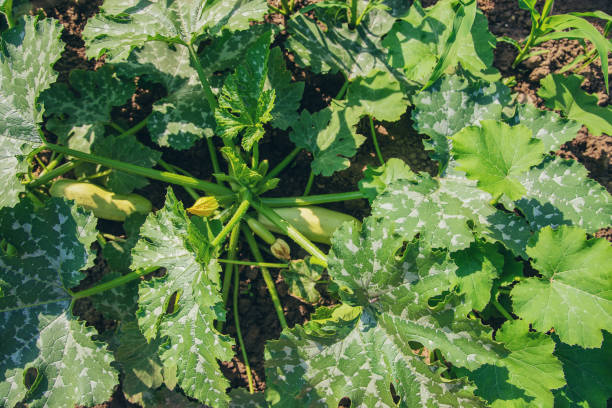 istock zucchini growing in the garden. Selective focus. 1154118570