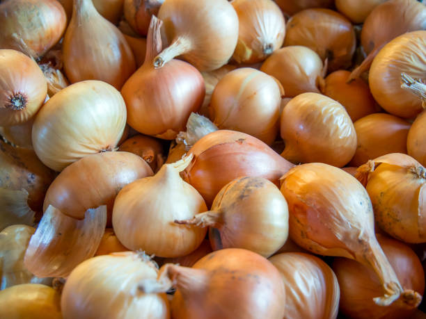 istock Many onions are scattered for drying and storage 1154118660