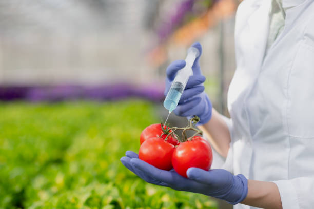 un biólogo científico en un abrigo de laboratorio y guantes protectores introduce un líquido azul en las verduras, tomates, en el fondo de las plantas verdes. - genetic modification dna tomato genetic research fotografías e imágenes de stock