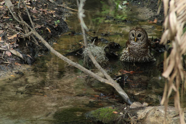 Barred Owl sitting in a creek stock photo