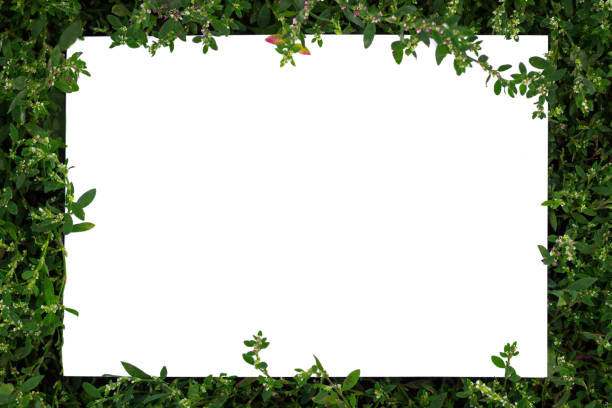 istock Frame of grass on a white sheet of paper. 1154120570