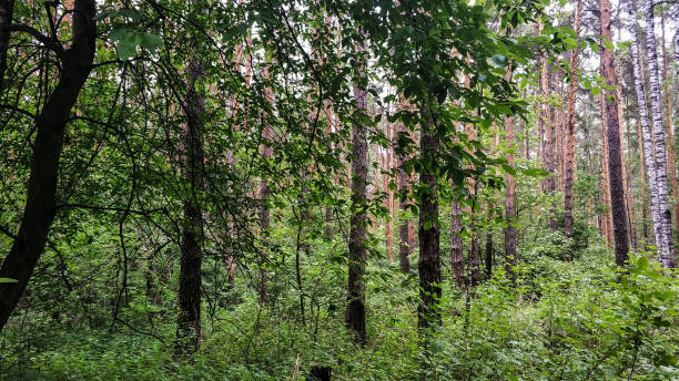 istock Urala forest landscape. Summer green trees, forest flowers on cloudy day 1154120599