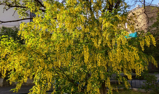 Gorgeous Flowering Golden Chain Tree Bloom Exuberant Rain Tree
