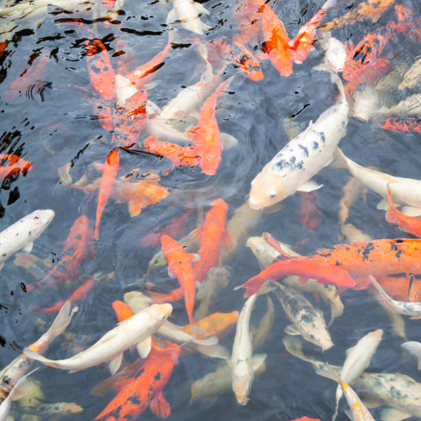 istock Koi - Japanese carp fishes 1154120988