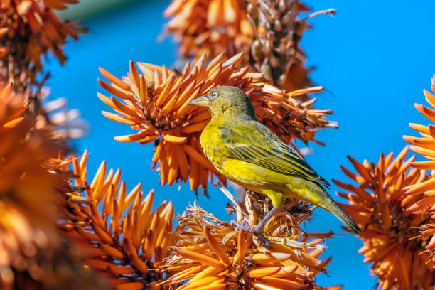 istock Cape weaver with aloes in bloom (Ploceus capensis) 1154122306