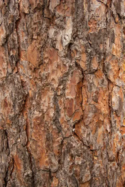 The photo of wood bark. Background for timber industry.