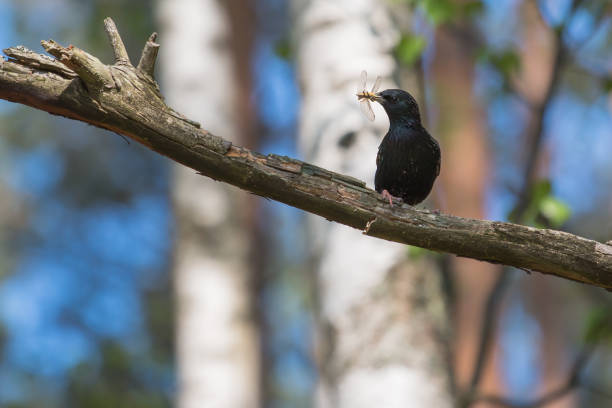 starling stock photo