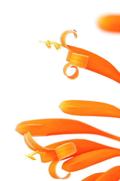 istock Close up Orange trumpet, Flame flower, Fire-cracker vine on white background 1154124061