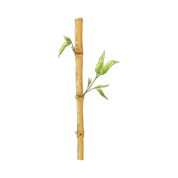 illustrazioni stock, clip art, cartoni animati e icone di tendenza di bastoncino di bambù marrone con foglie verdi in stile schizzo isolato su sfondo bianco. - bamboo stem feng shui isolated