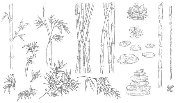 ilustrações, clipart, desenhos animados e ícones de a ilustração do vetor do bambu e dos termas ajustou no esboço esboçar o estilo. - bamboo