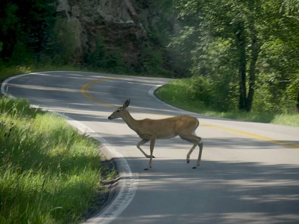 istock Deer crossing the road 1154124342