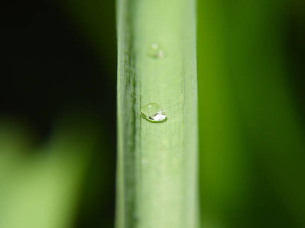 istock A drop of dew on a green leaf 1154125861