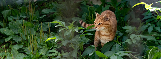 A Geoffroy's cat at an enclosure in the Cat Survival Trust property at Welwyn Garden City.